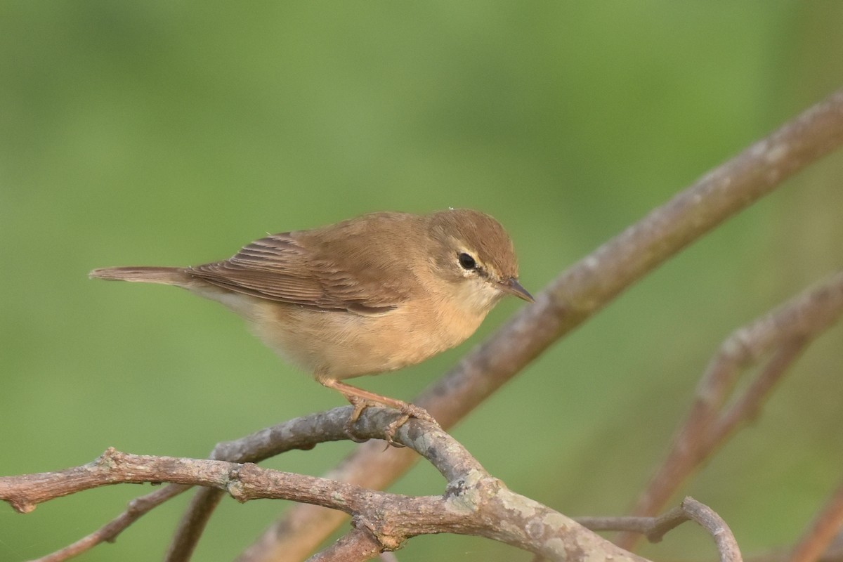 Booted Warbler - ML550158321