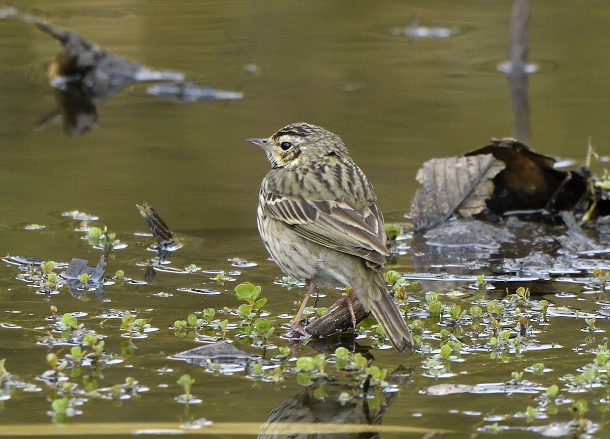 Olive-backed Pipit - ML550160041