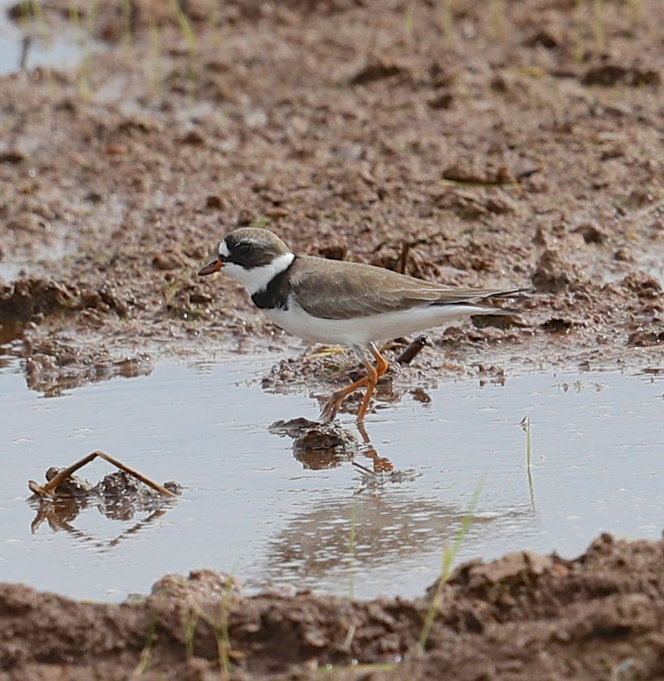 Semipalmated Plover - ML55016121