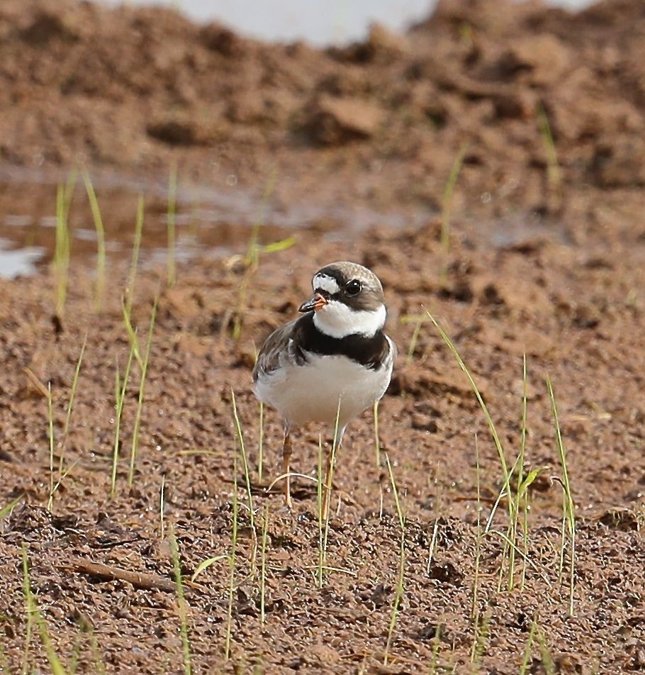 Semipalmated Plover - ML55016131