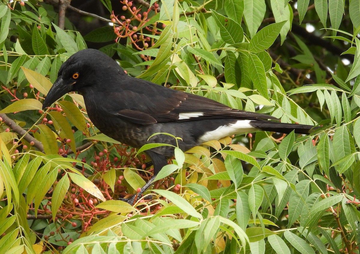 Pied Currawong - ML550163141