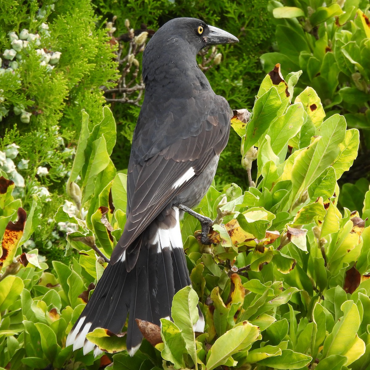 Pied Currawong - ML550163151