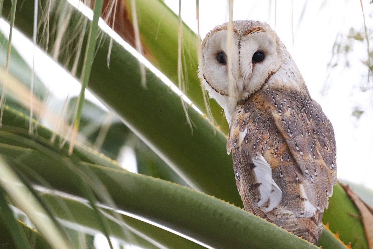 Barn Owl - India I’Anson