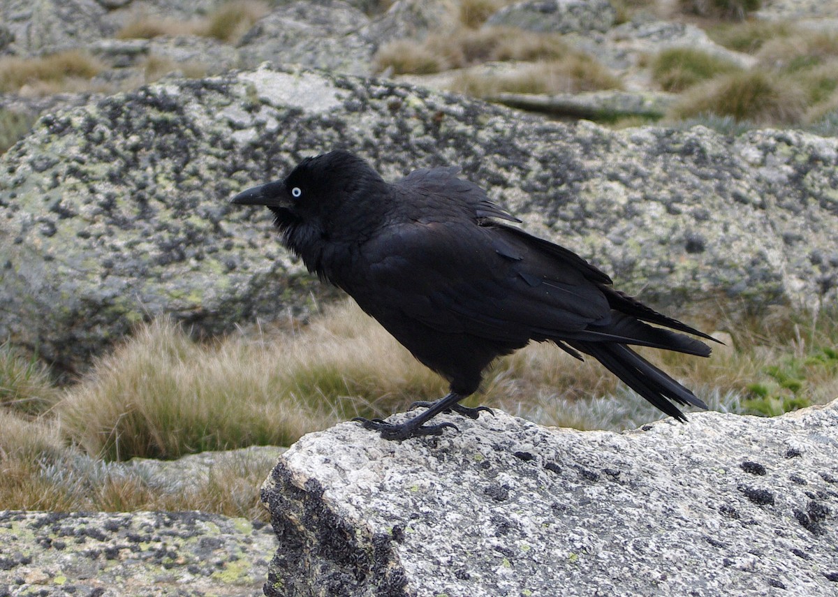 Australian Raven - ML550171611