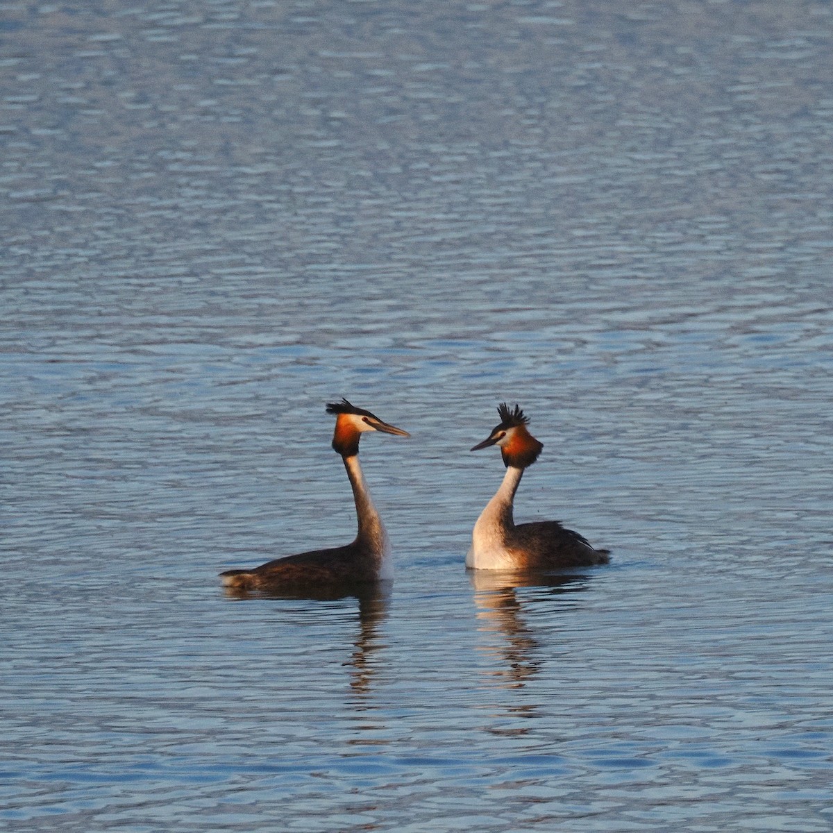 Great Crested Grebe - ML550173761