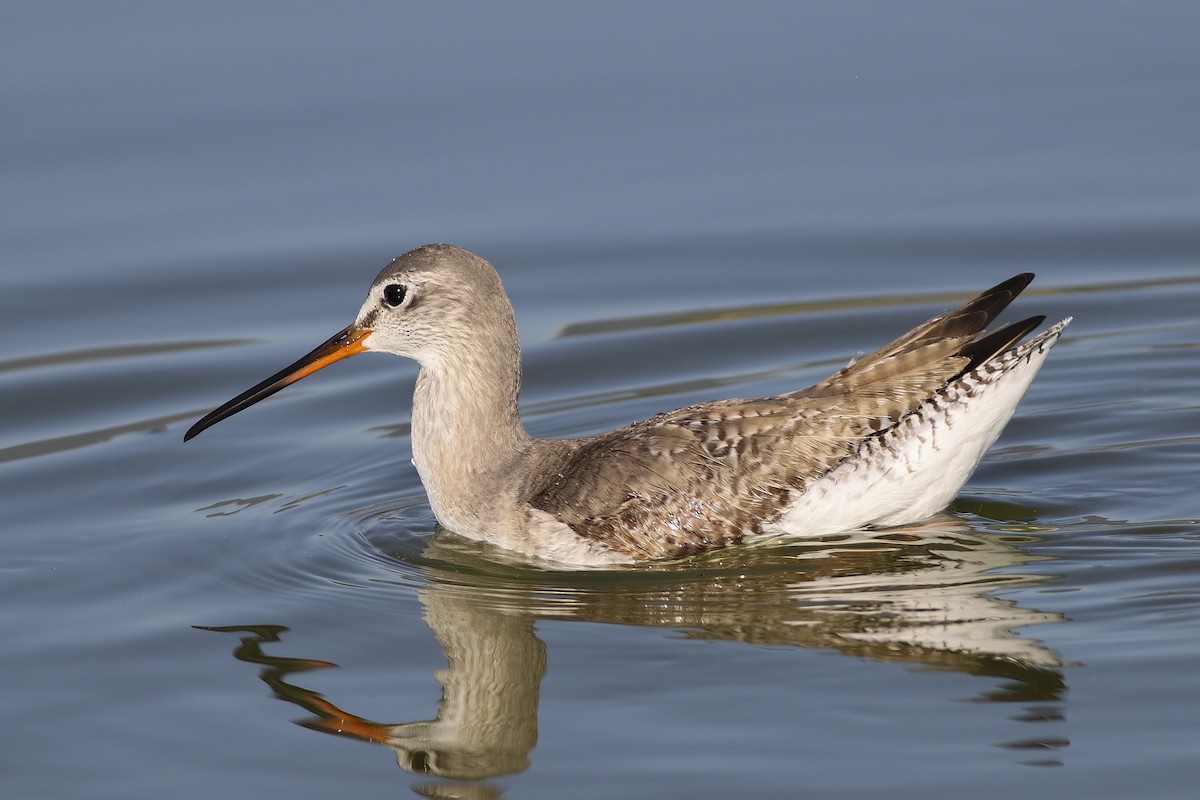 Spotted Redshank - ML550181321