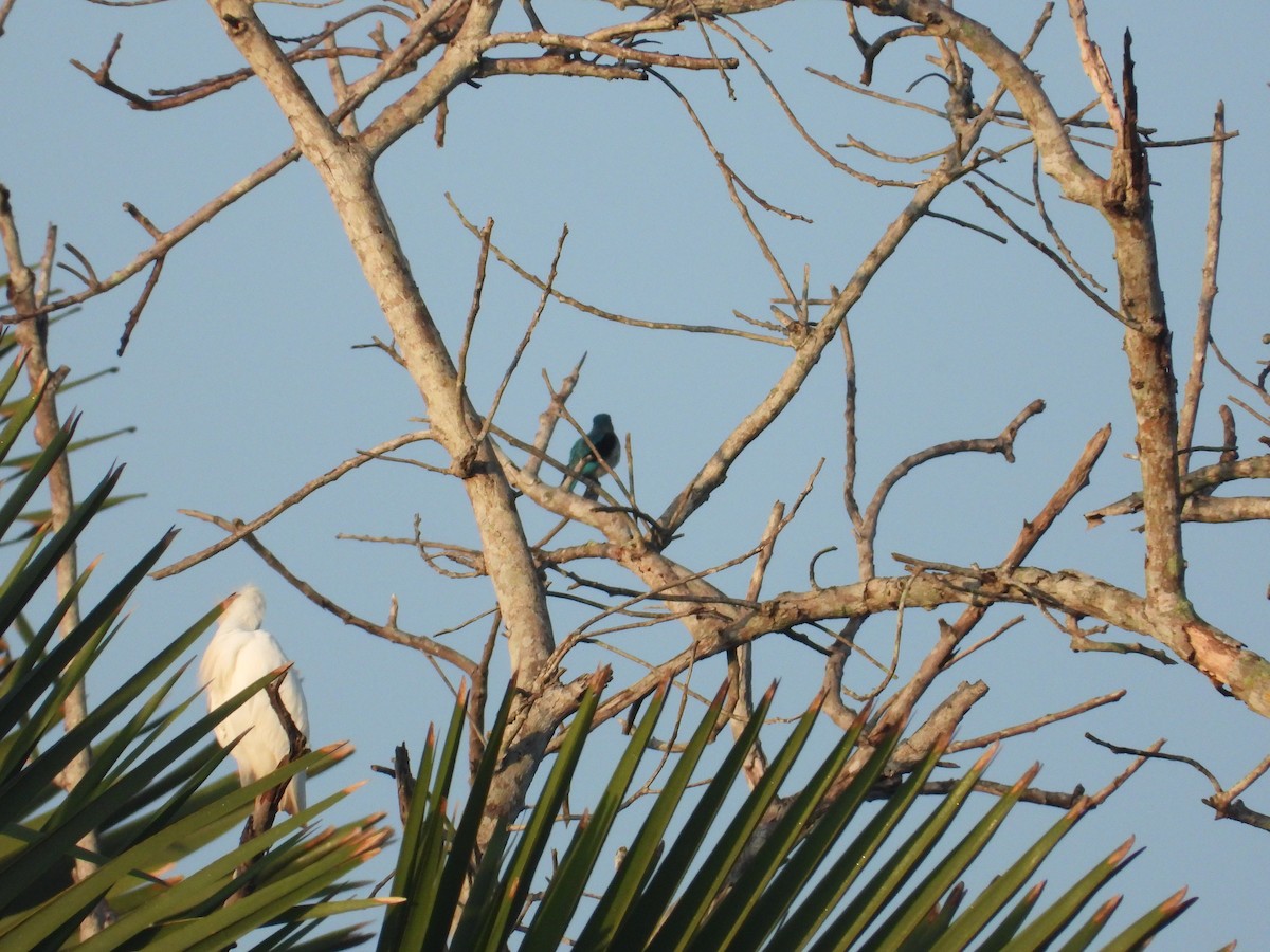 Blue-breasted Kingfisher - ML550184551