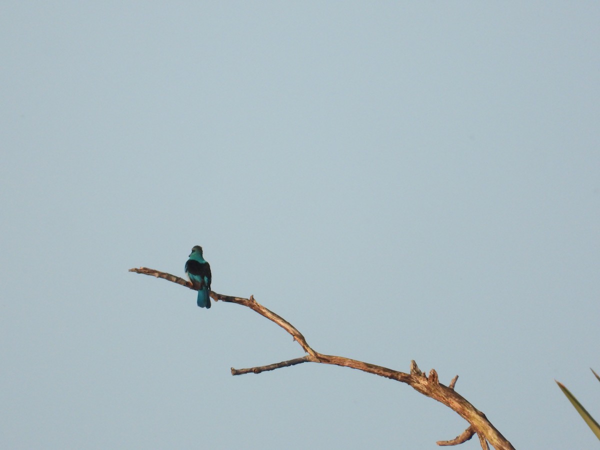 Blue-breasted Kingfisher - ML550184561