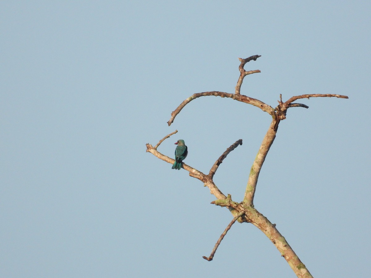 Blue-breasted Kingfisher - ML550184571