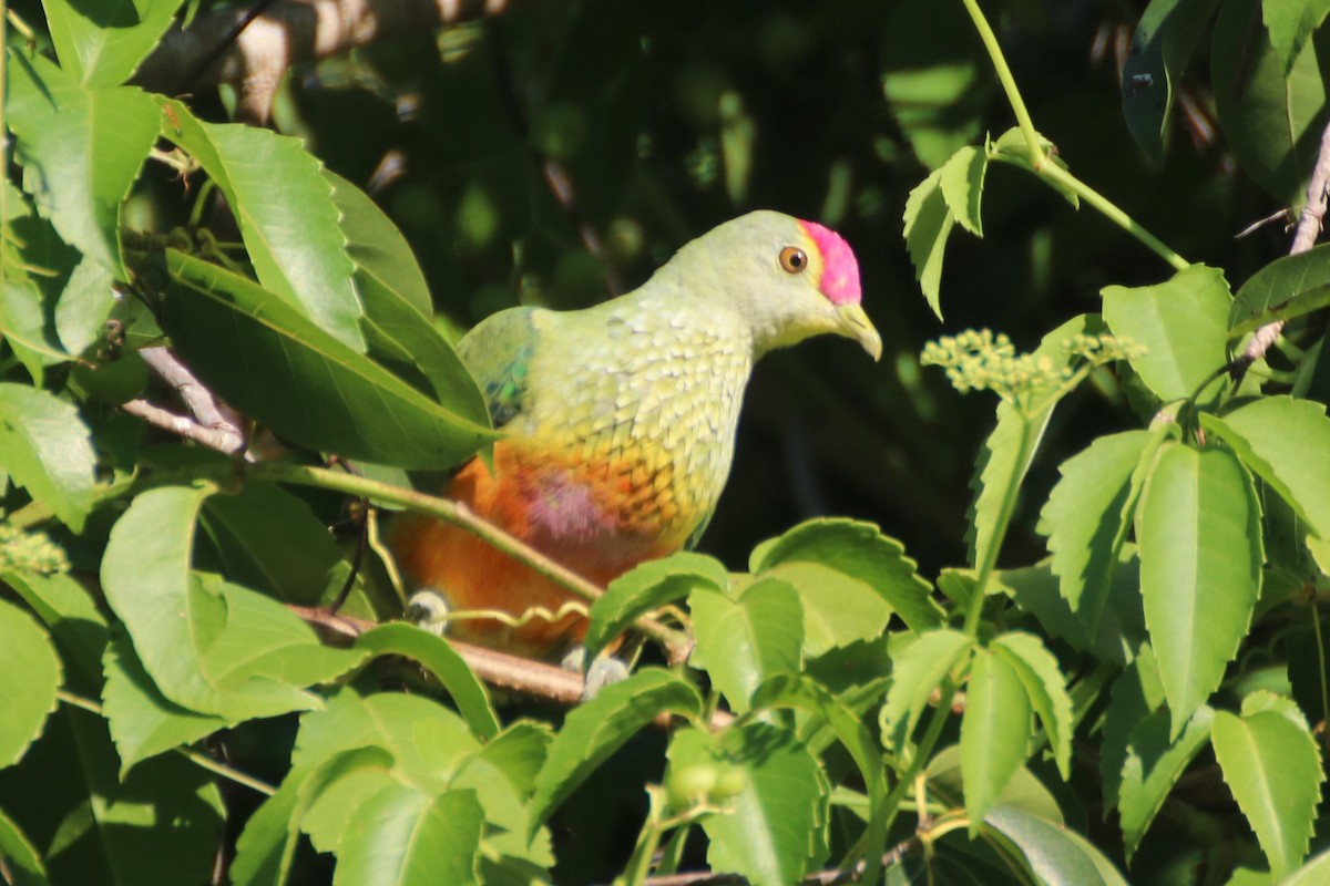 Rose-crowned Fruit-Dove - ML550188081