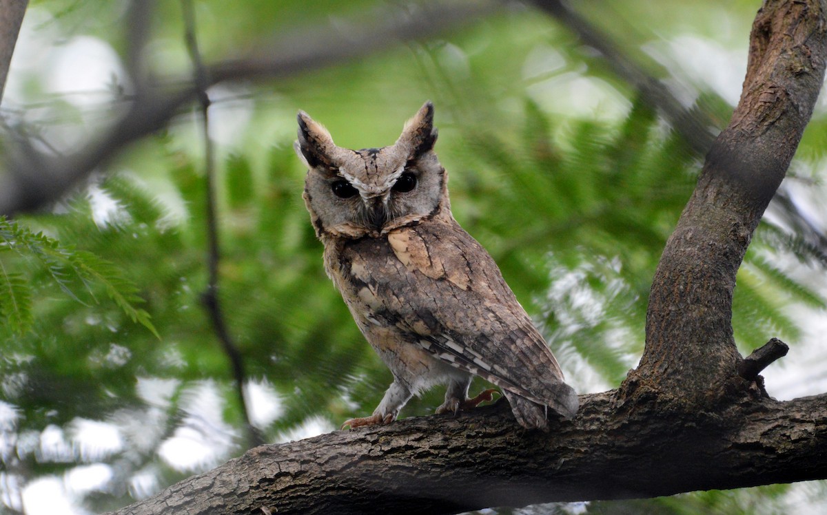 Indian Scops-Owl - ML550203011