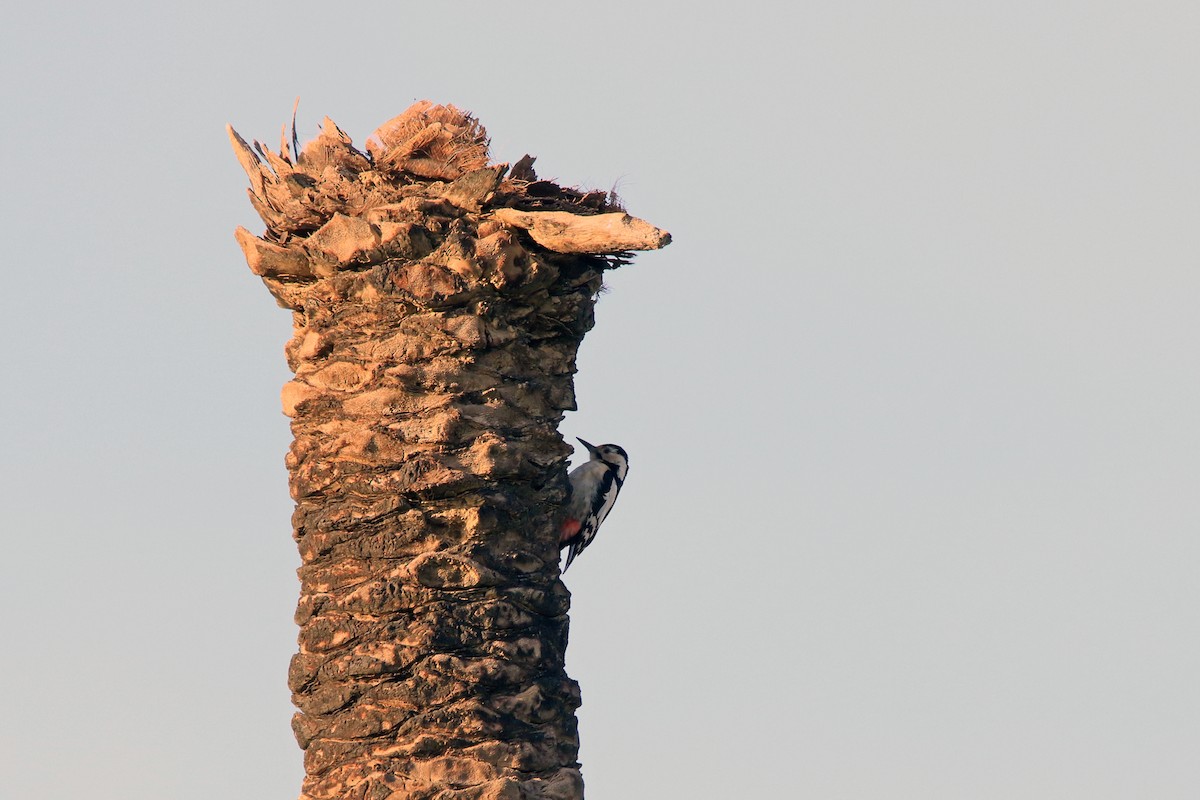 Sind Woodpecker - ML550204121