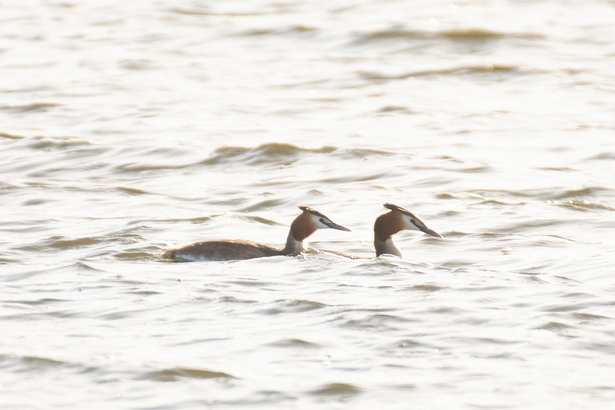 Great Crested Grebe - ML550206401