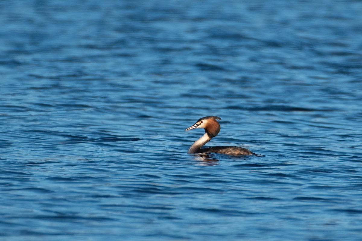 Great Crested Grebe - ML550206411
