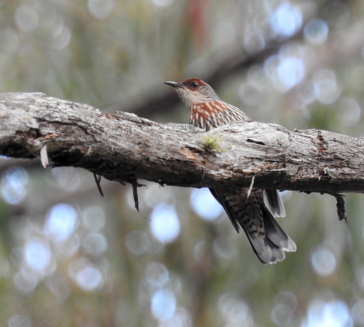 Red-browed Treecreeper - Michael Daley