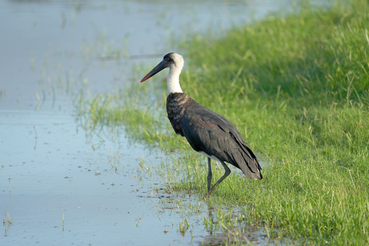 African Woolly-necked Stork - ML550207621