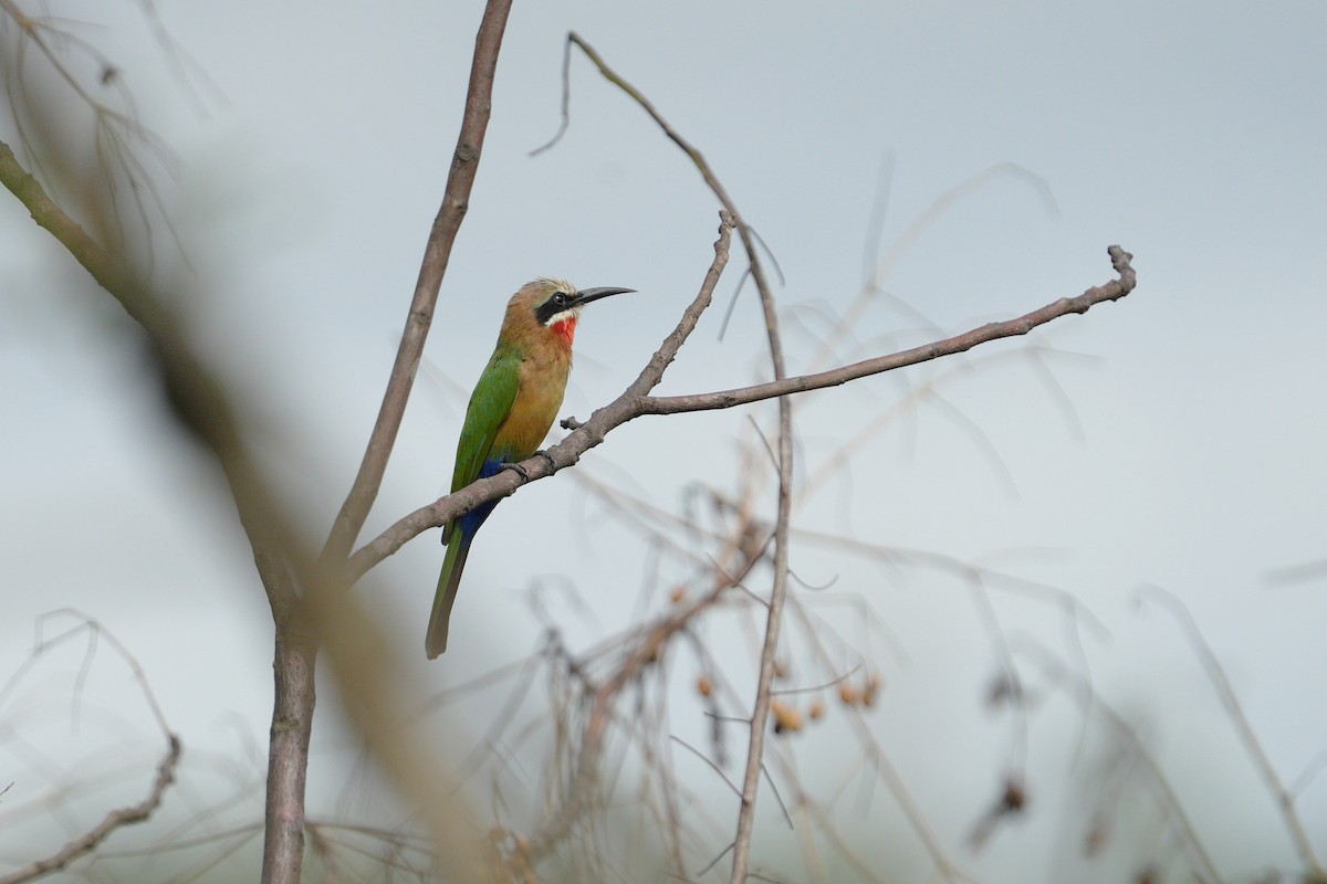 White-fronted Bee-eater - ML550207851