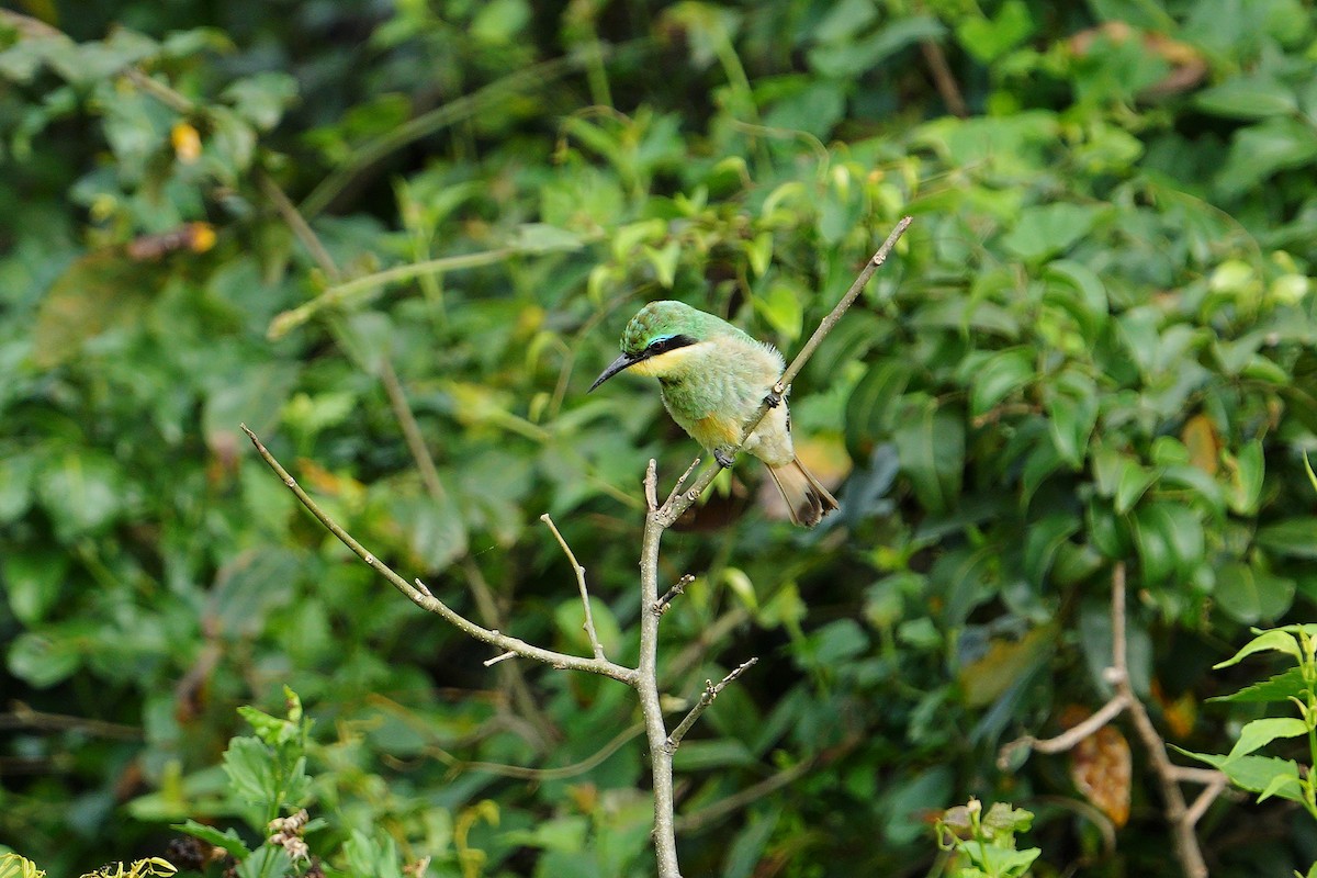 Little Bee-eater - ML550207921