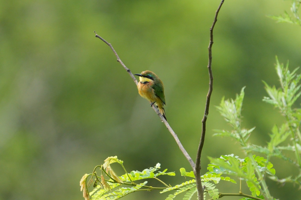 Little Bee-eater - ML550207931