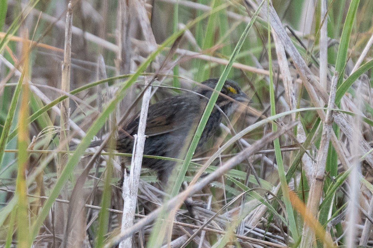 eBird Checklist - 16 Mar 2023 - Oyster Lake (Matagorda Co.) - 50 ...