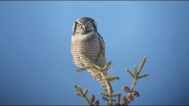 Northern Hawk Owl - ML550213701