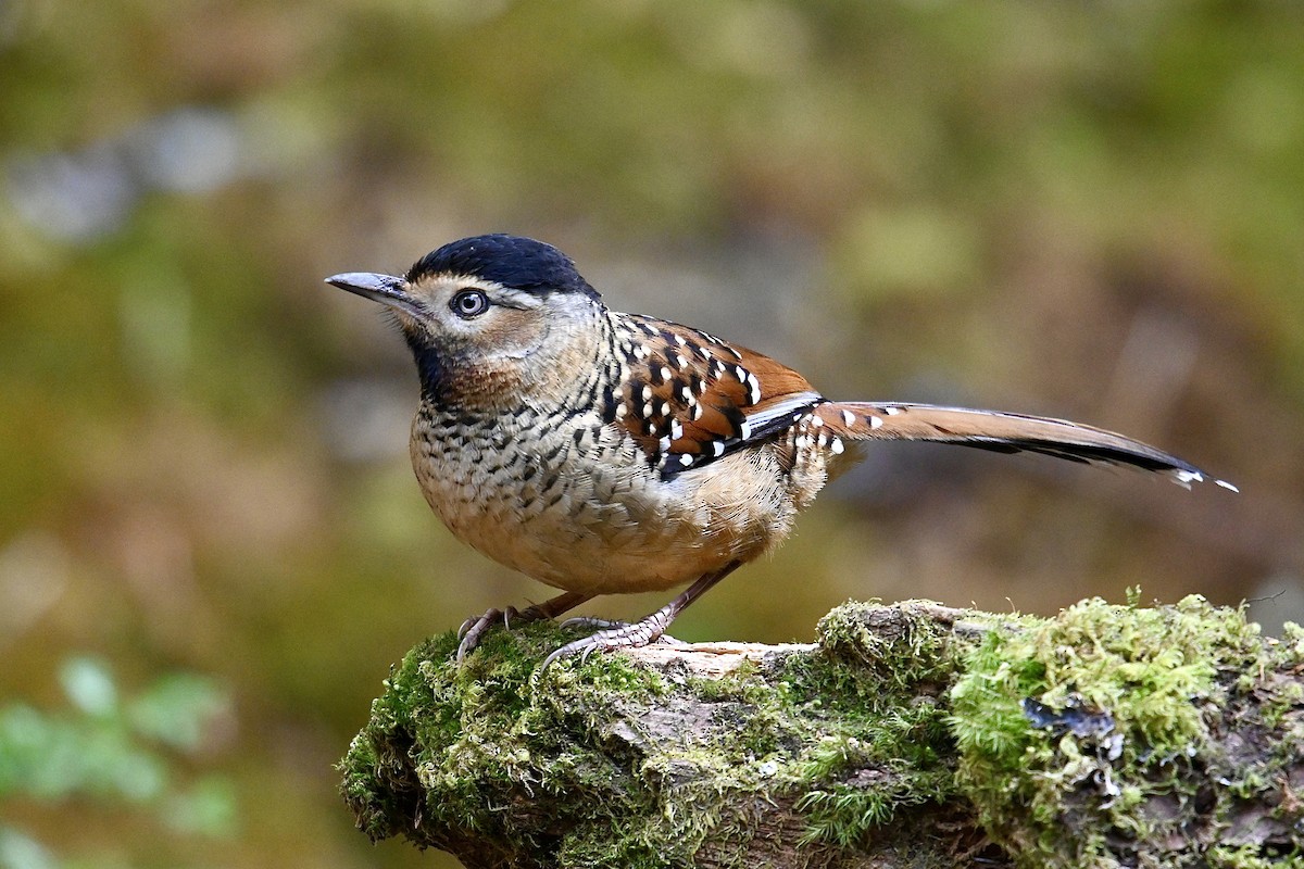 Spotted Laughingthrush - ML550214161