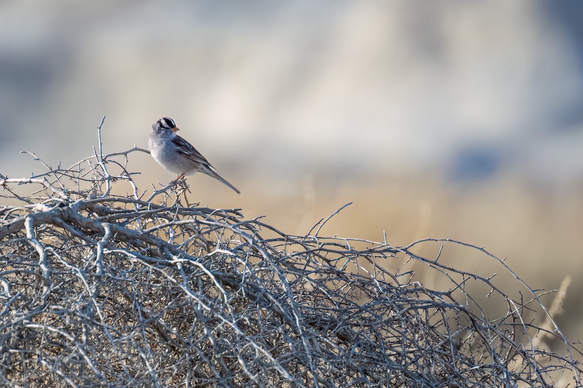 White-crowned Sparrow - Cynthia Carlson