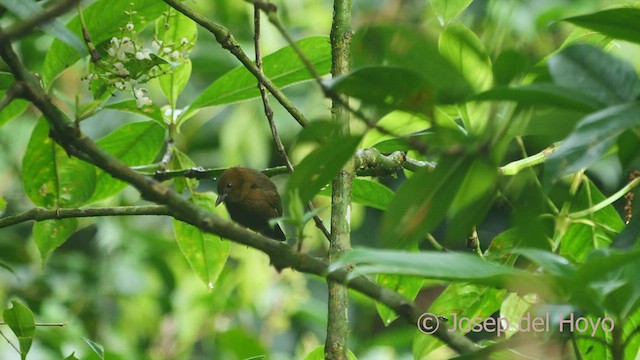 Tawny-crested Tanager - ML550215181