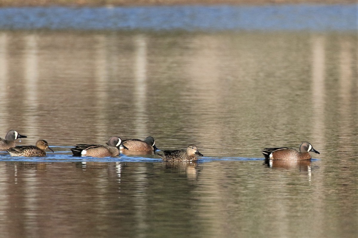 Blue-winged Teal - ML550216281
