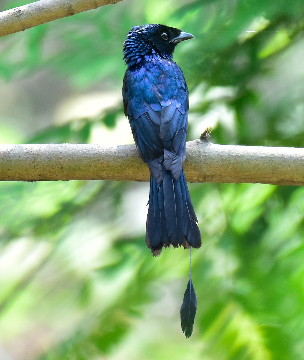 Lesser Racket-tailed Drongo - ML550219171
