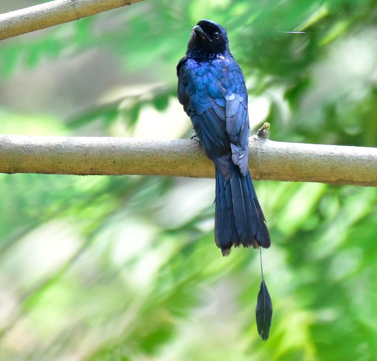 Lesser Racket-tailed Drongo - ML550219211