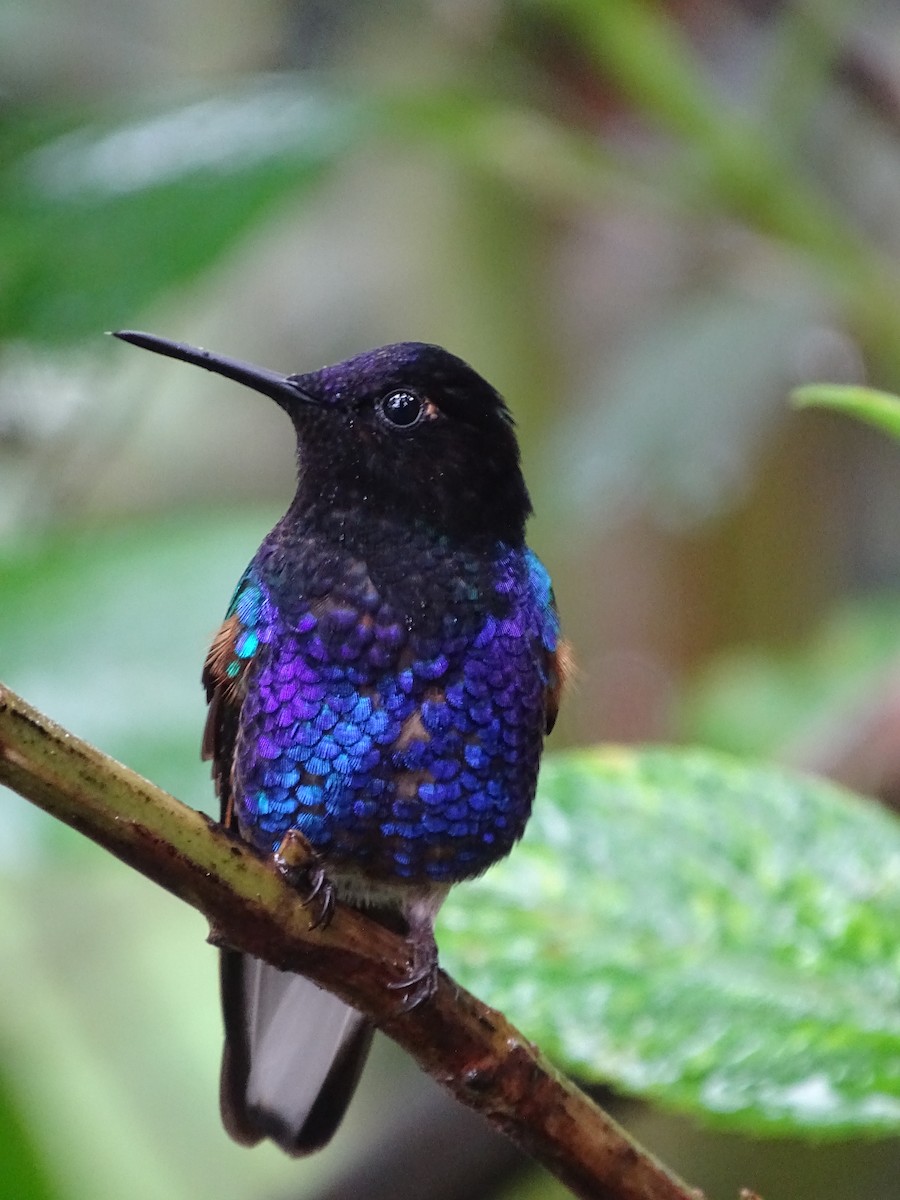 kolibřík hyacintový - ML550219631