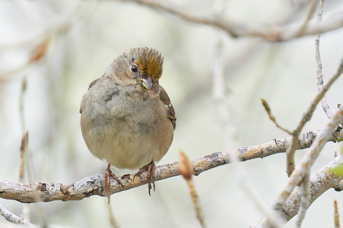 Golden-crowned Sparrow - Grigory Heaton