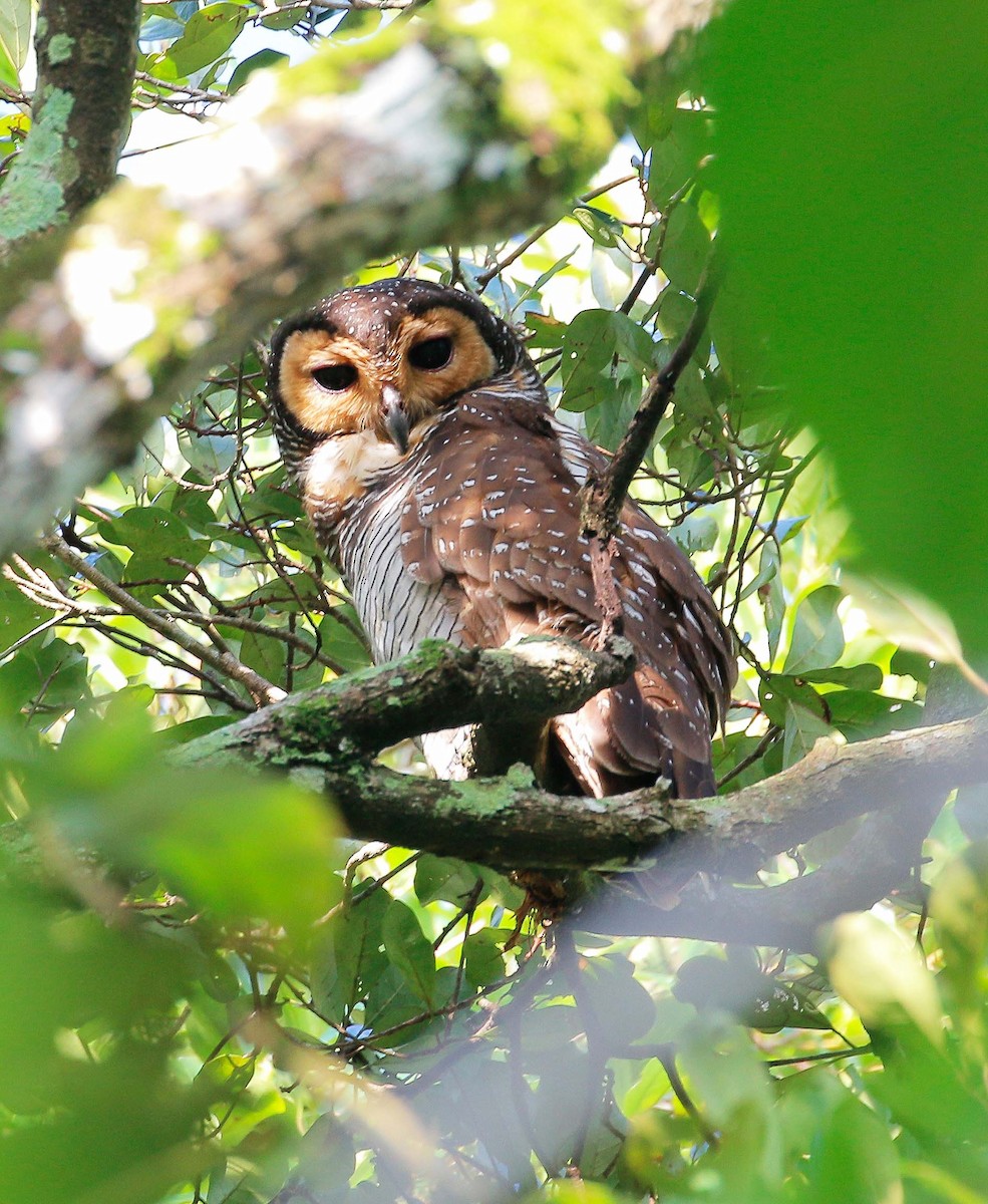 Spotted Wood-Owl - ML55022151