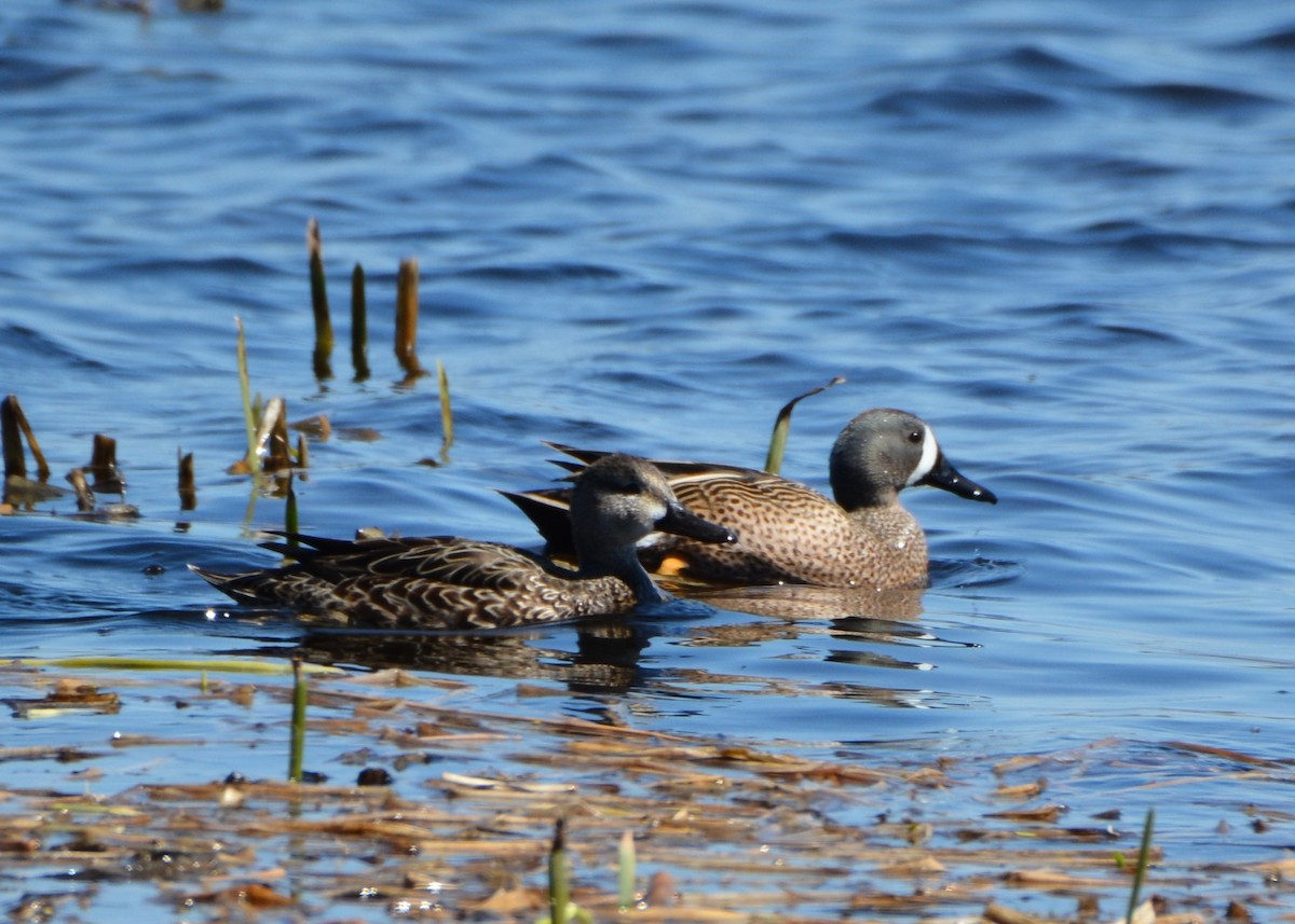 Blue-winged Teal - ML55022371