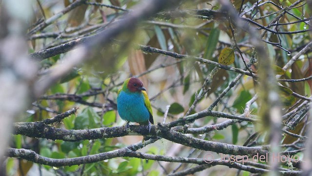 Bay-headed Tanager - ML550224441