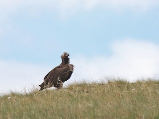 Monniksgier - eBird