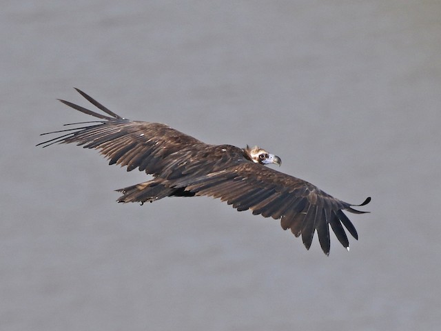 Adult - Cinereous Vulture - 
