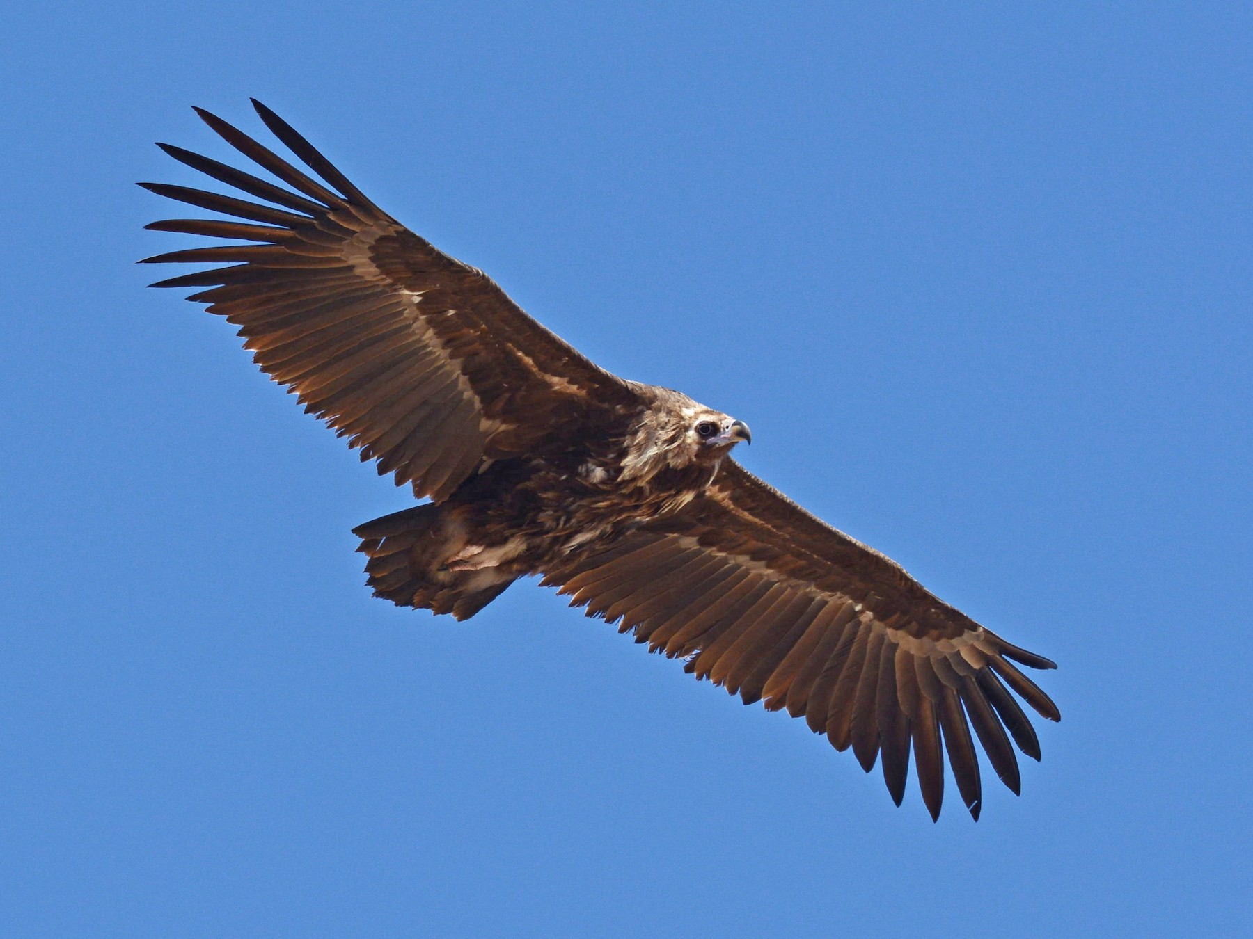 Cinereous Vulture - Batmunkh Davaasuren