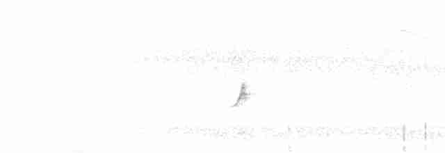 Common Chaffinch (Common) - ML550226581