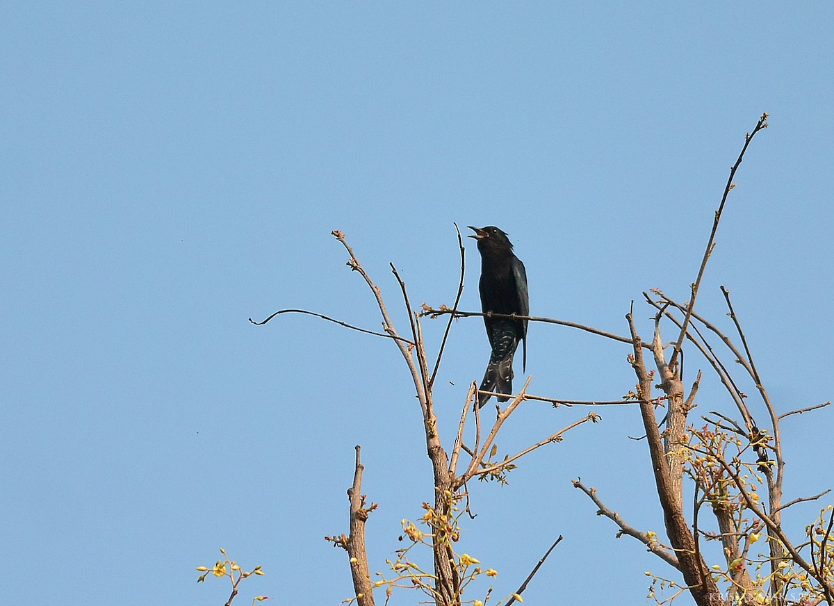 Square-tailed Drongo-Cuckoo - ML550227061