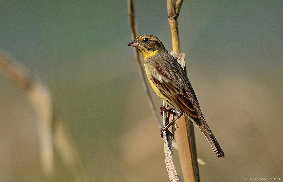 Yellow-breasted Bunting - ML550227531