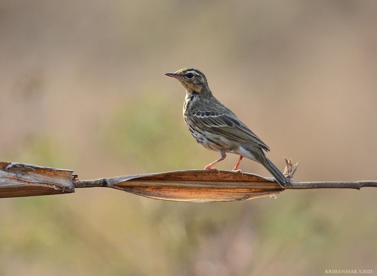 Olive-backed Pipit - ML550227741