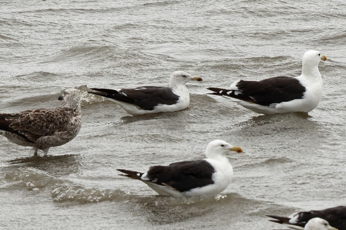 Lesser Black-backed Gull (fuscus) - ML550229341