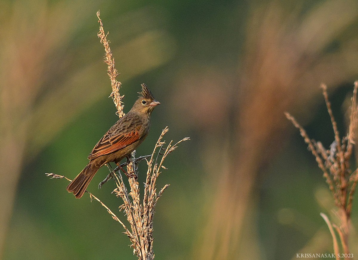 Crested Bunting - ML550229571