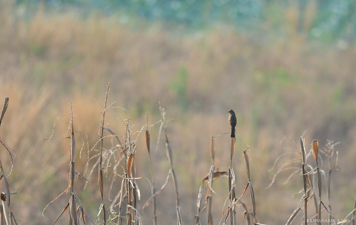 Crested Bunting - ML550229581