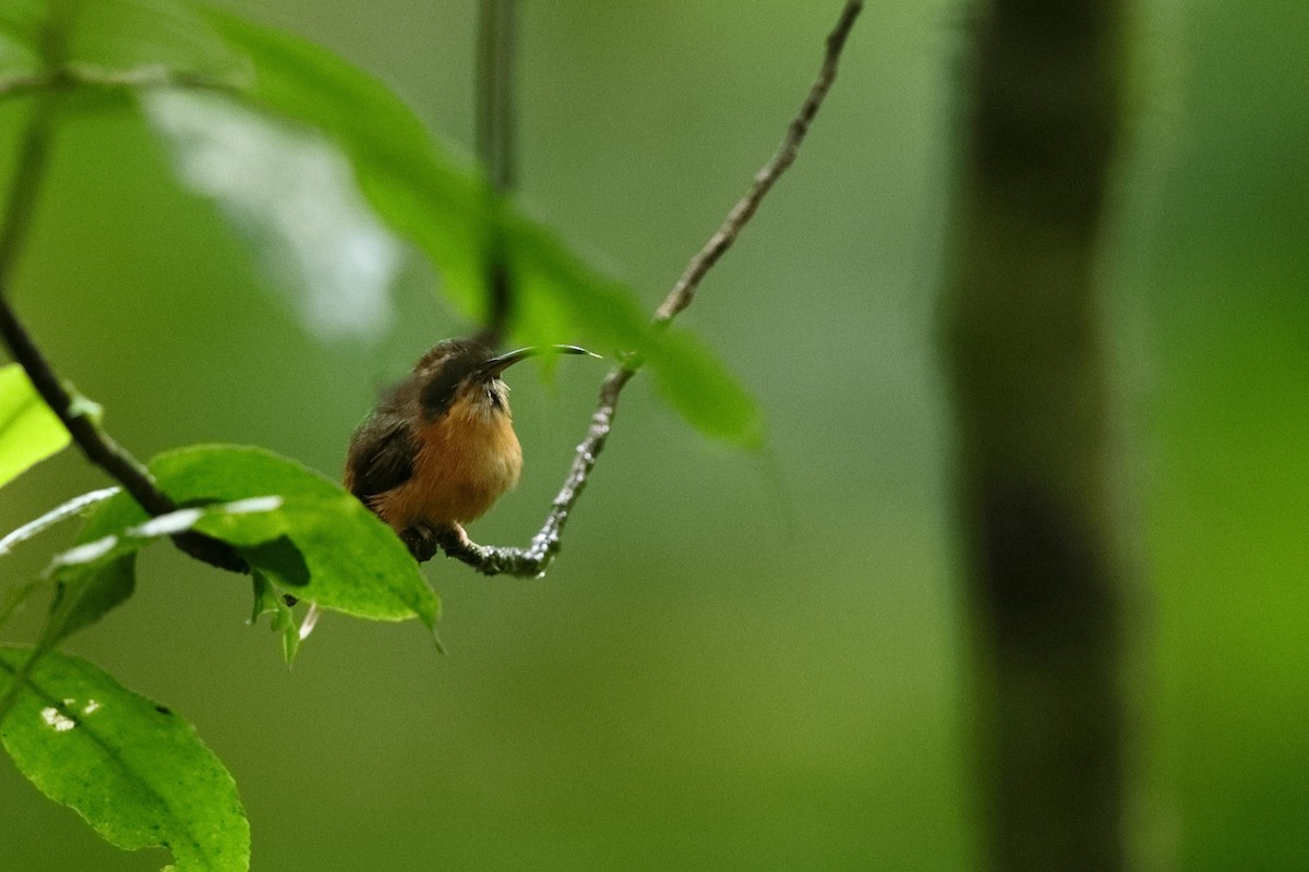 kolibřík šedobradý - ML550229591