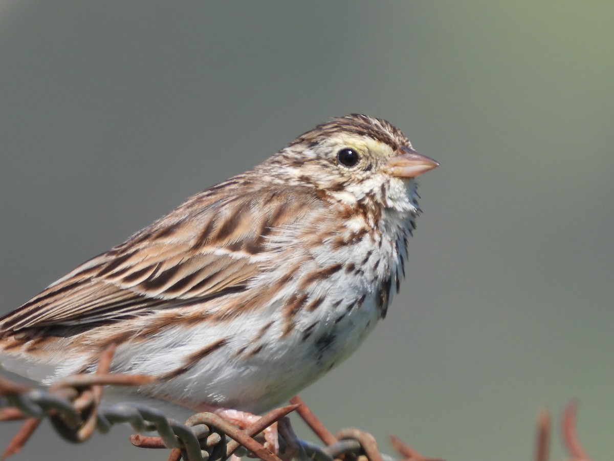 Savannah Sparrow - ML550230681