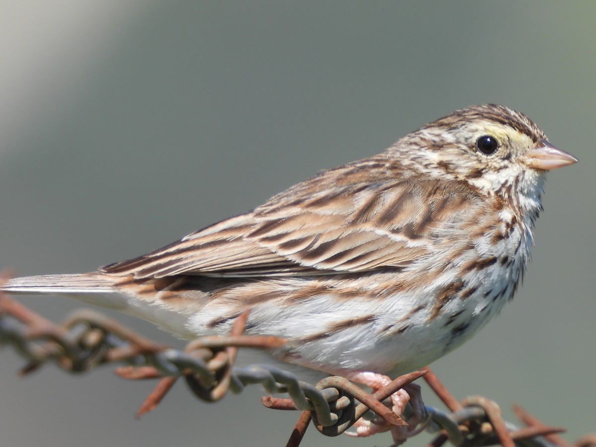 Savannah Sparrow - ML550230691