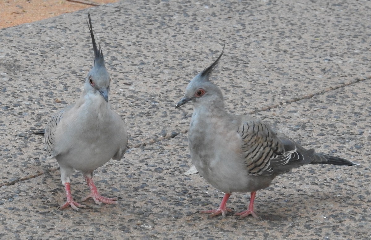 Crested Pigeon - ML55023071
